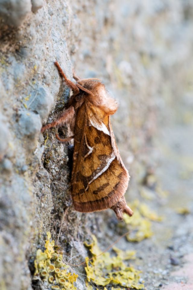 Da identificare per favore - Triodia sylvina, Hepialidae
