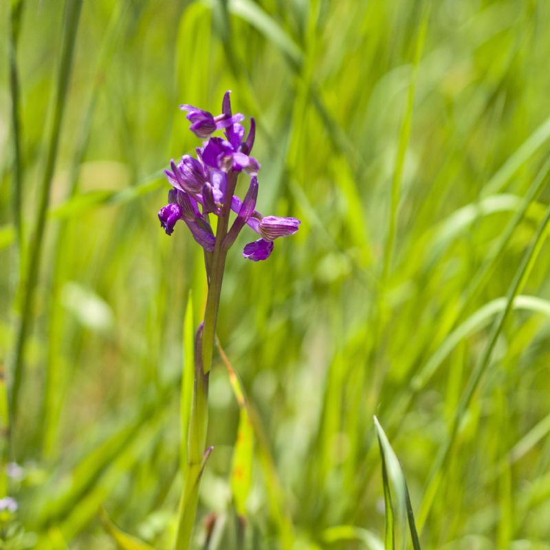 Anacamptis morio (Orchidaceae).