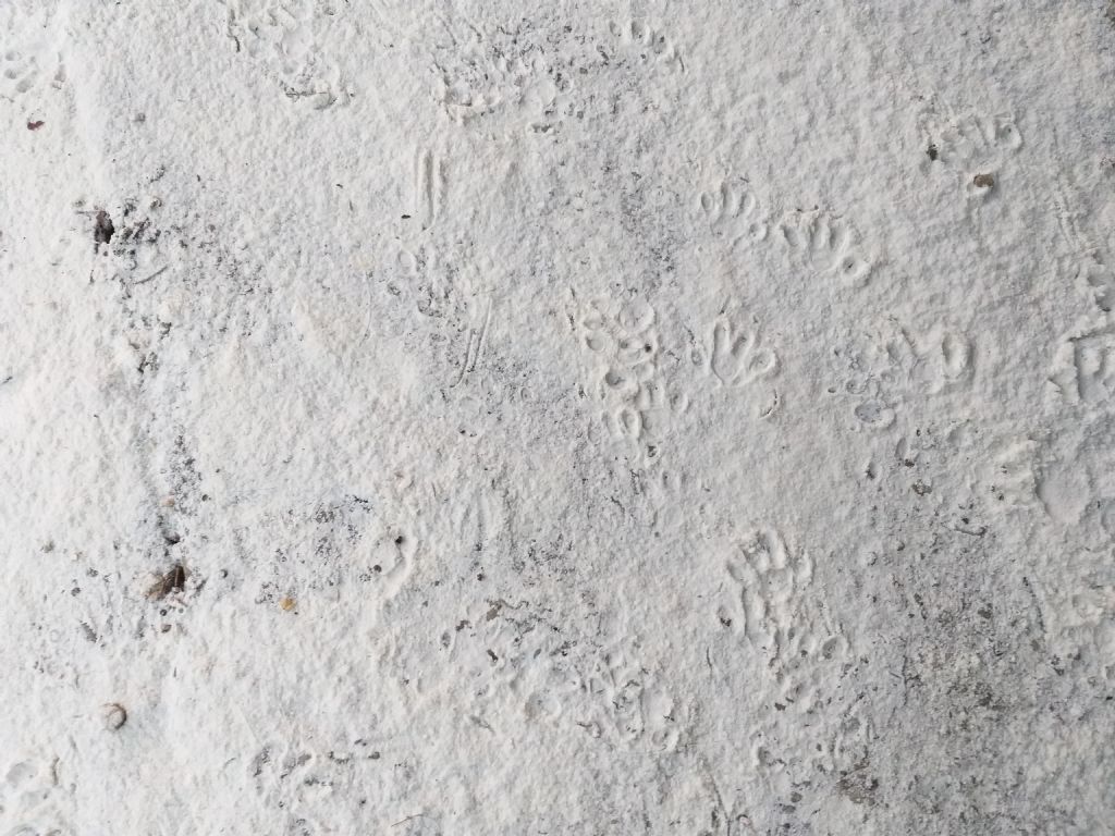 Impronte di riccio in giardino