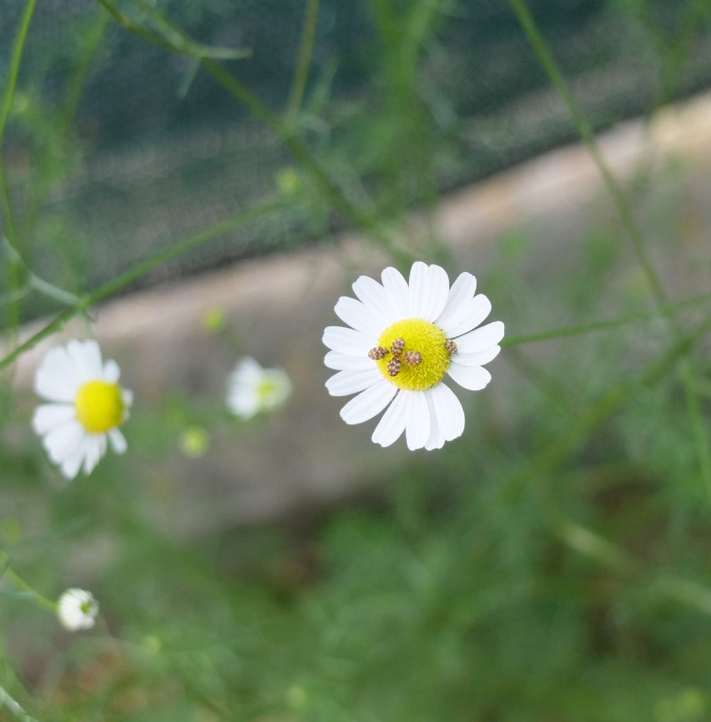 Insetti su camomilla: Anthrenus museorum? Anthrenus spp.
