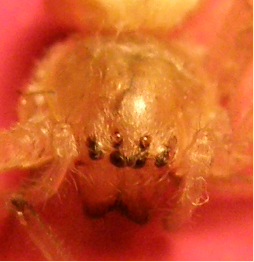 Cheiracanthium mildei - Vaprio d''Adda (MI)