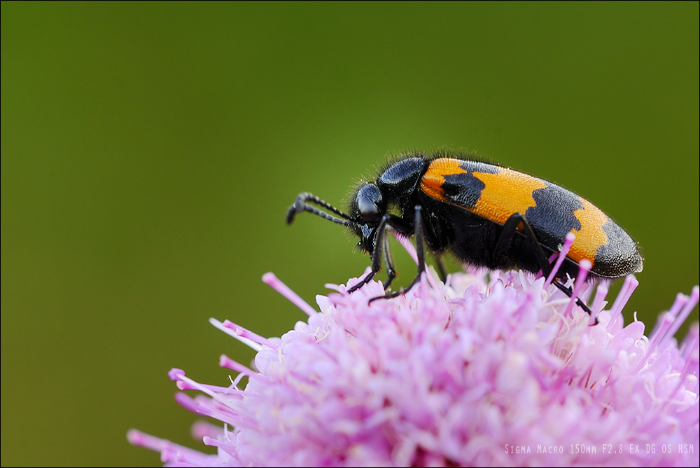 Mylabris variabilis conferma