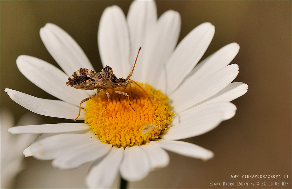 Coreidae: Centrocoris variegatus della Romagna