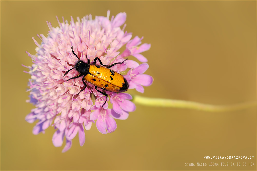 Mylabris variabilis conferma