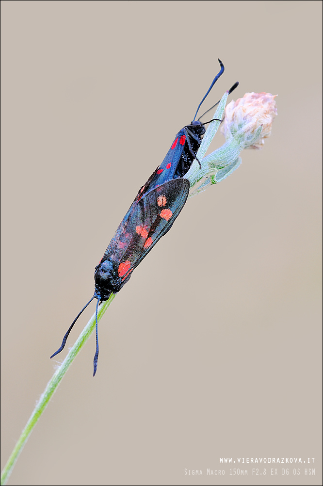 Zygaena transalpina?