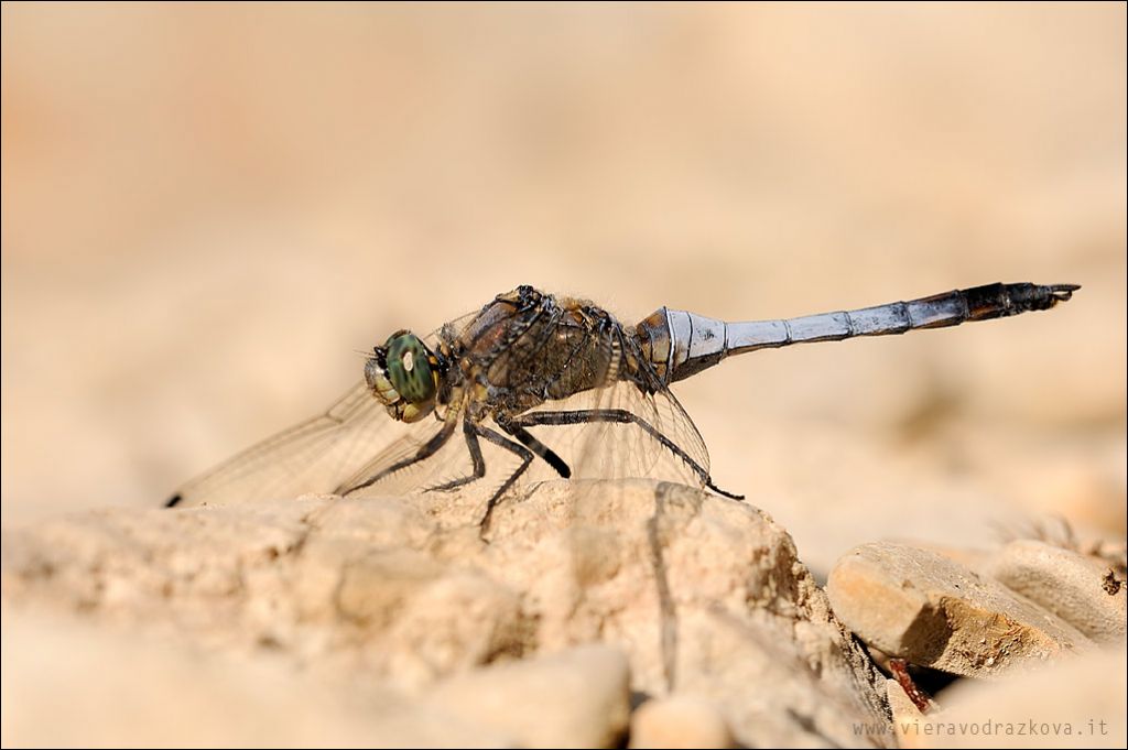 Orthetrum?