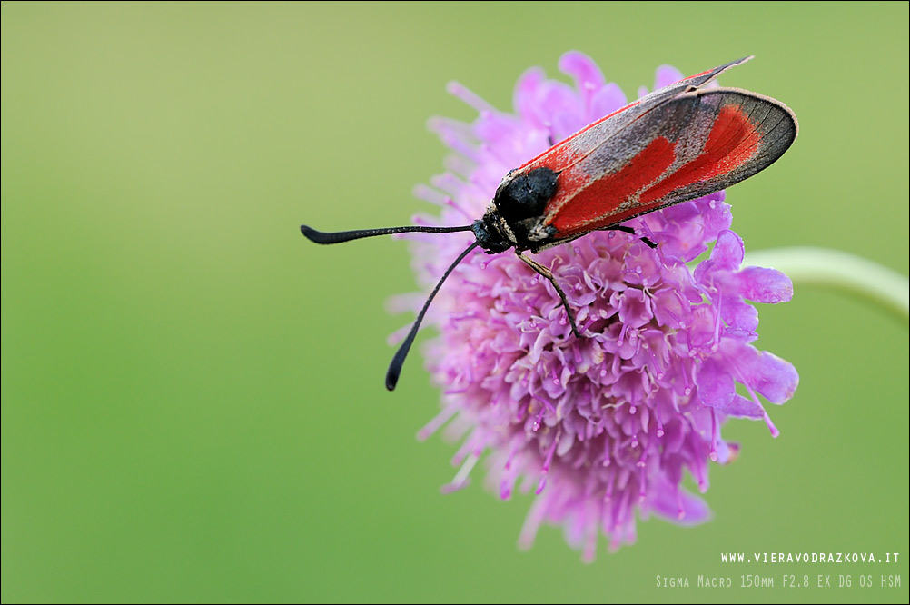 Zygaena erythrus o purpuralis?? - erythrus