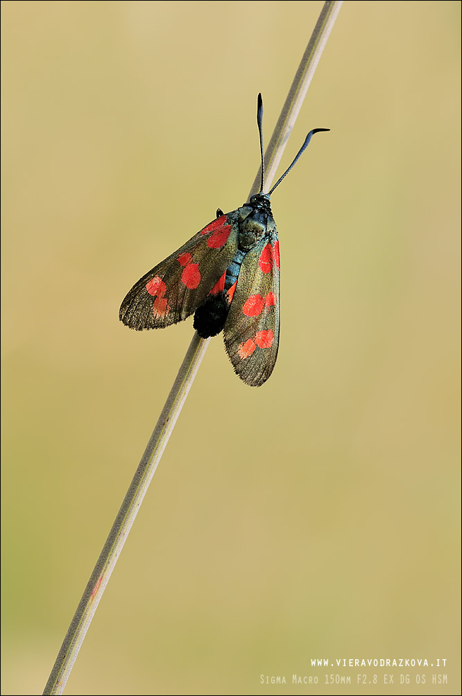 conferma id Zygaena filipendulae?