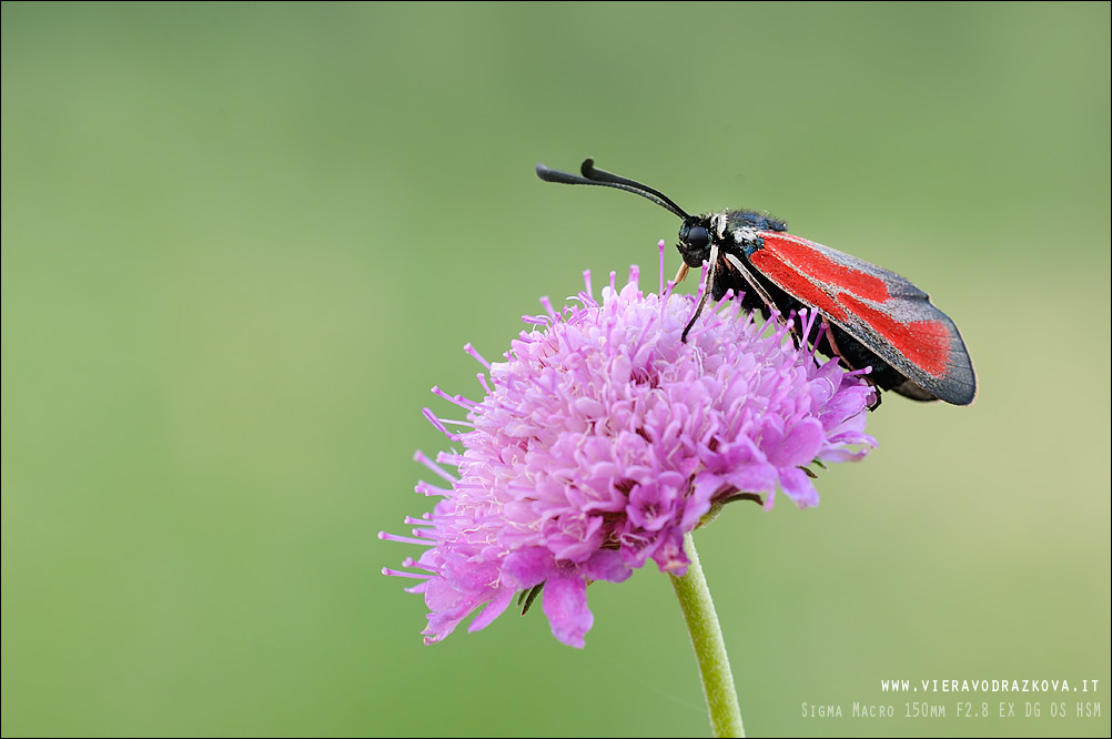 Zygaena erythrus o purpuralis?? - erythrus