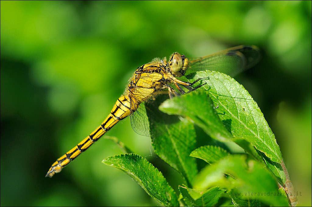 Conferma Orthetrum cancellatum.