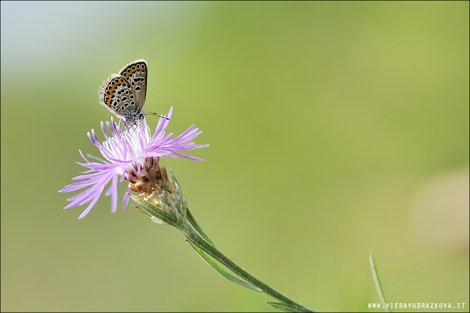 licenide da id - Plebejus sp.