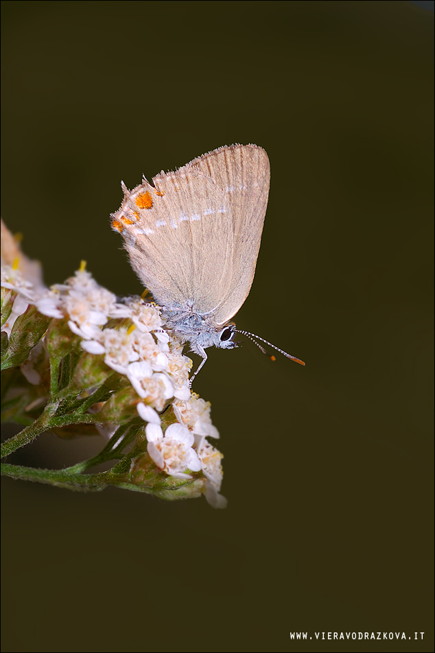 Satyrium? - Satyrium acaciae