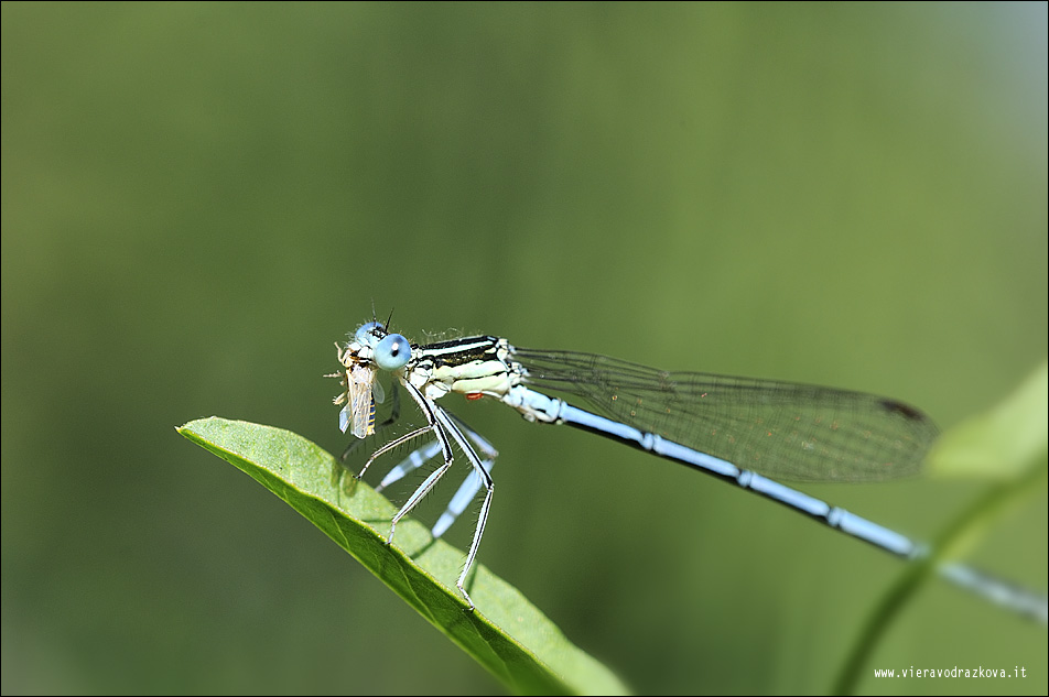 Id aiuto - Platycnemis pennipes