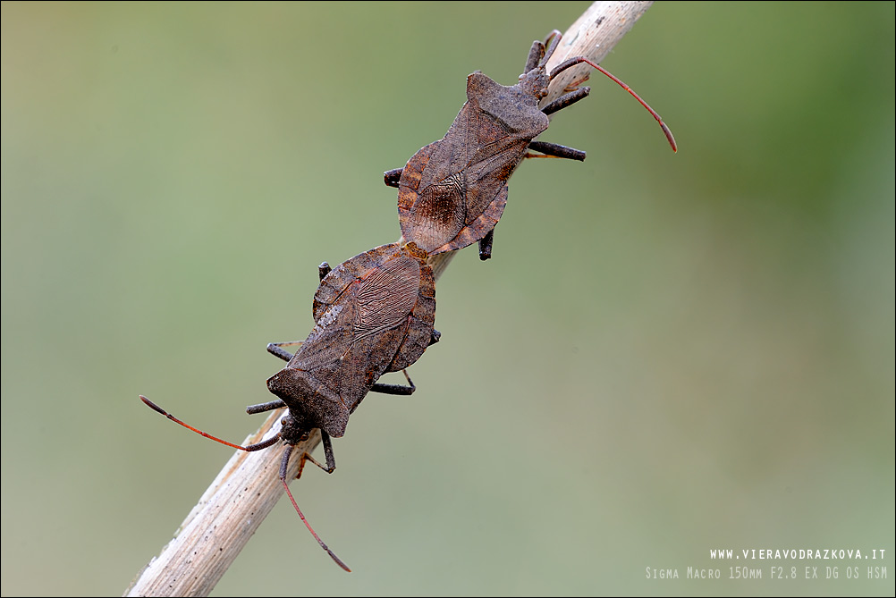 Coreidae: Coreus marginatus in accoppiamento - San Marino