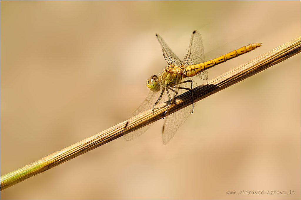 libellula ID