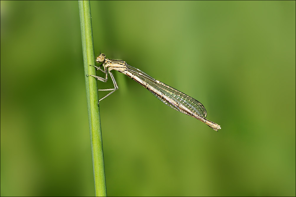 Id aiuto - Platycnemis pennipes