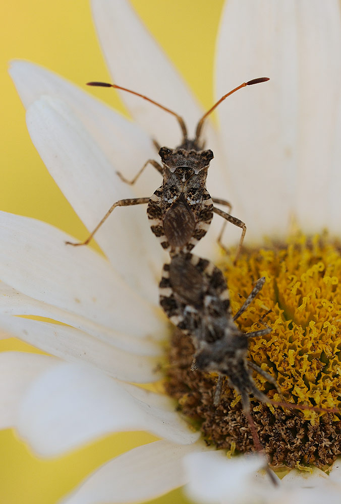 Coreidae: Centrocoris variegatus della Romagna