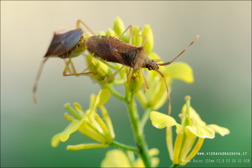 Coreidae: Gonocerus acuteangulatus di San Marino