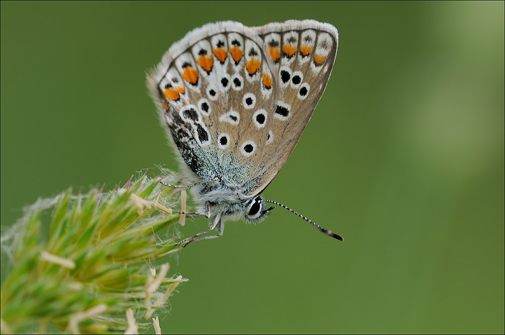 licenide sconosciuto