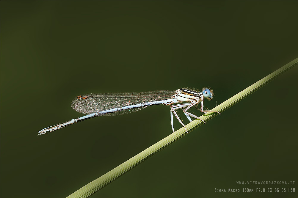 Id aiuto - Platycnemis pennipes