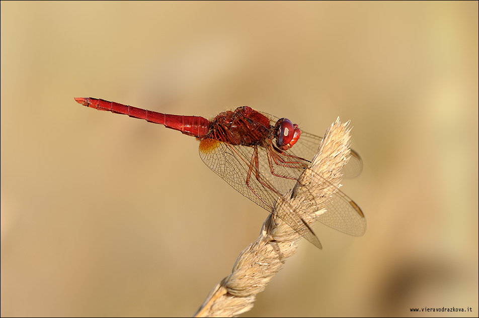 Crocothemis erythraea