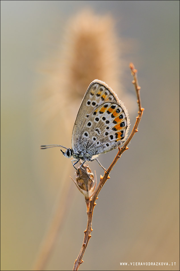 licenide strano - Plebejus sp.