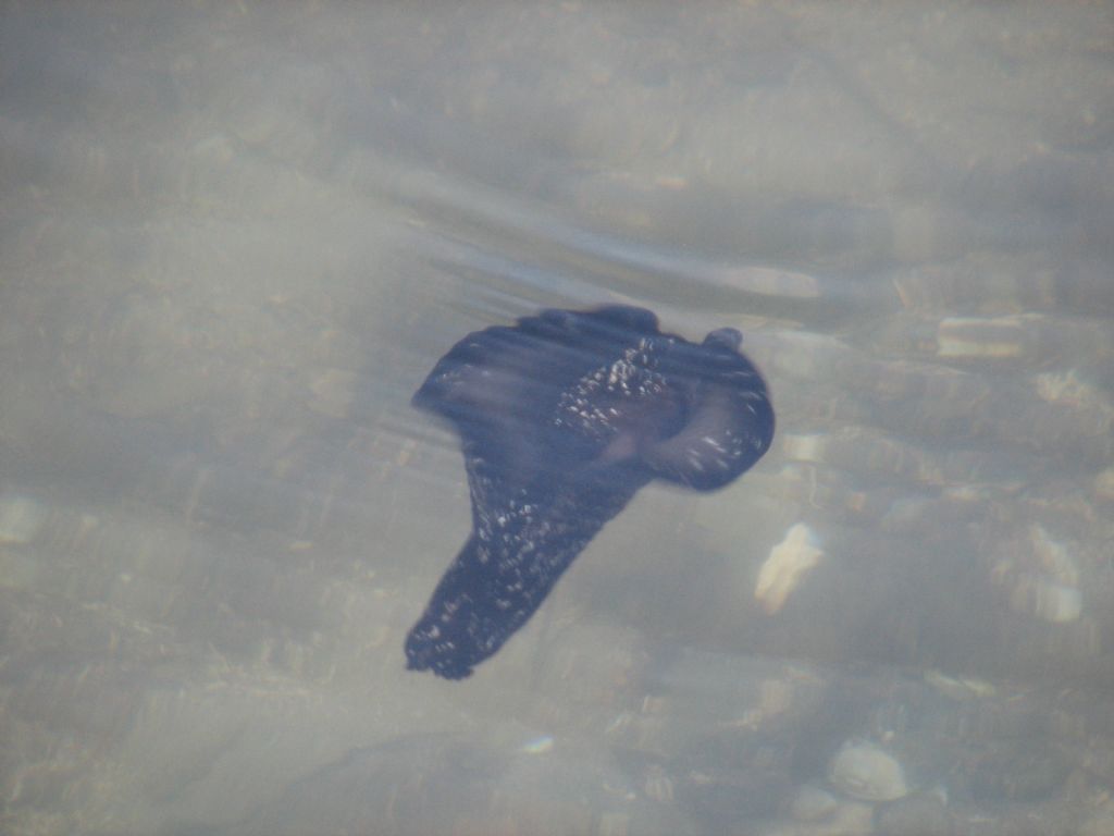 Richiesta riconoscimento - Aplysia sp.