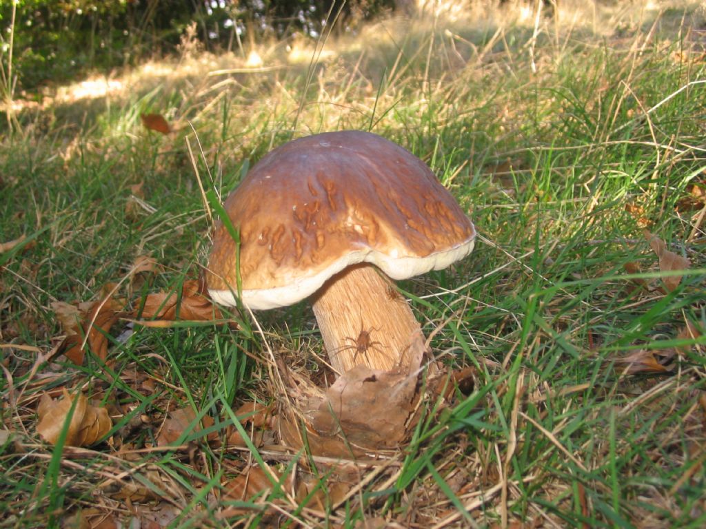 Ottobre tra gli edulis!!!!