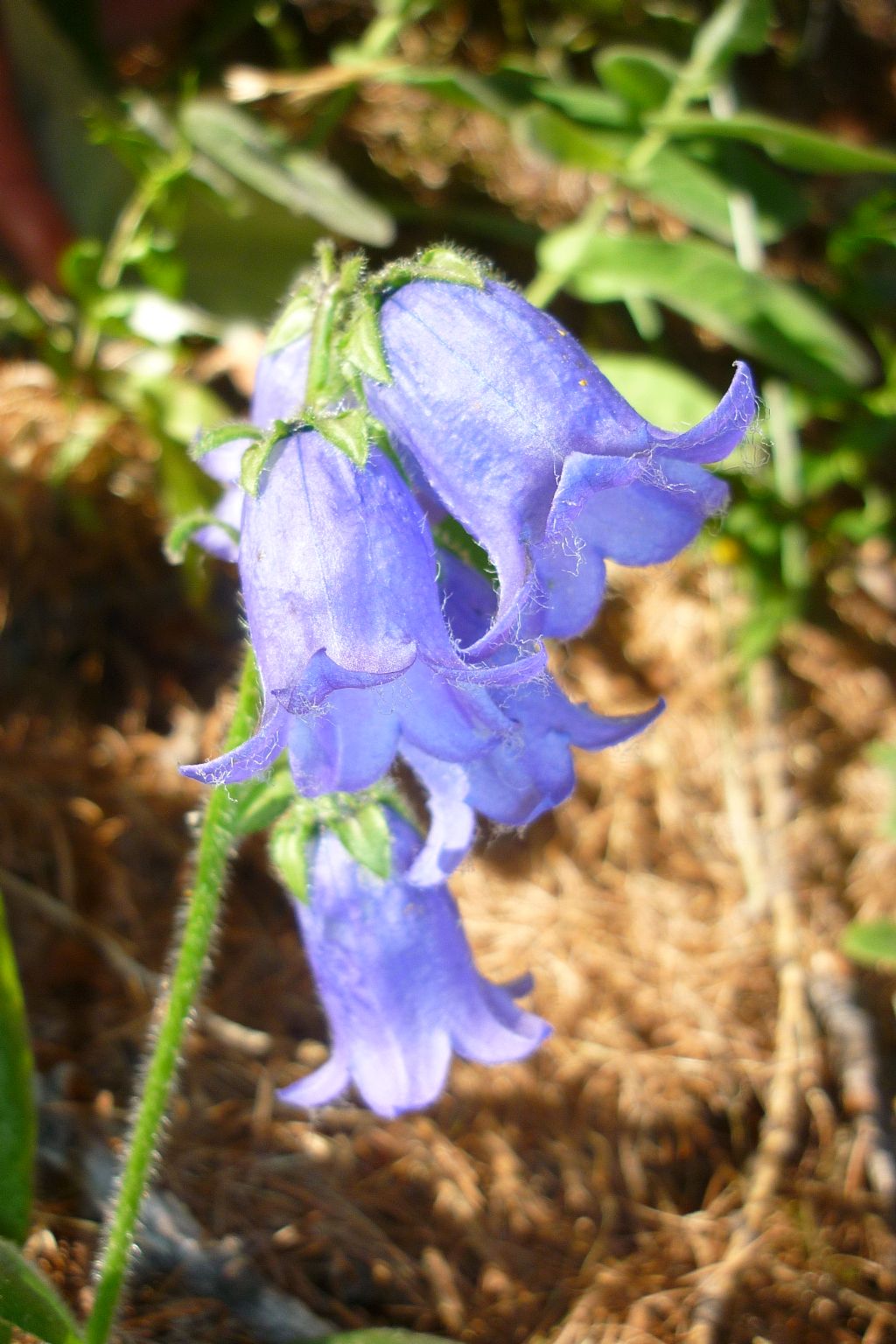 Campanula barbata