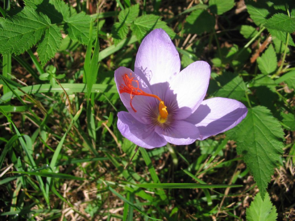 Colchico, o croco, oppure...- Colchicum sp. (Liliales Colchicaceae)