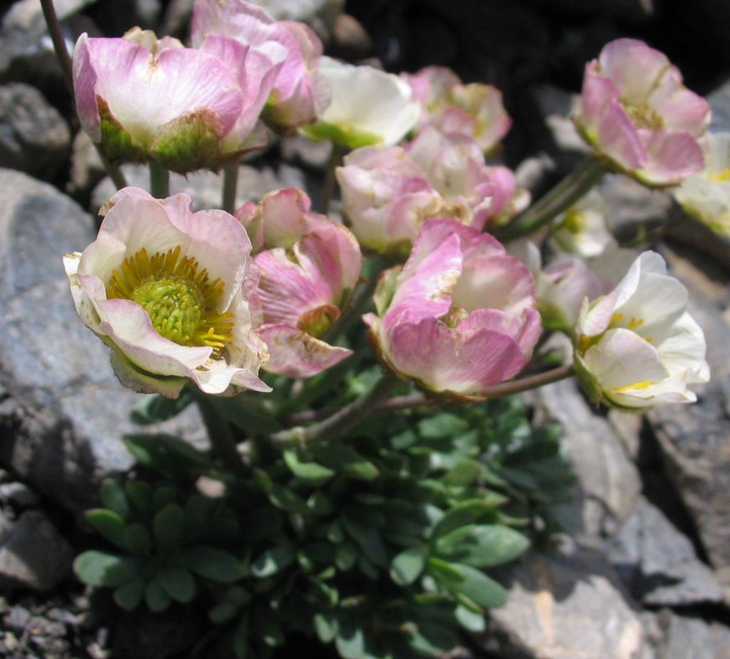 Ranunculus glacialis / Ranuncolo dei ghiacciai