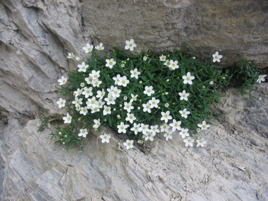 Moehringia lebrunii / Moehringia di Le Brun