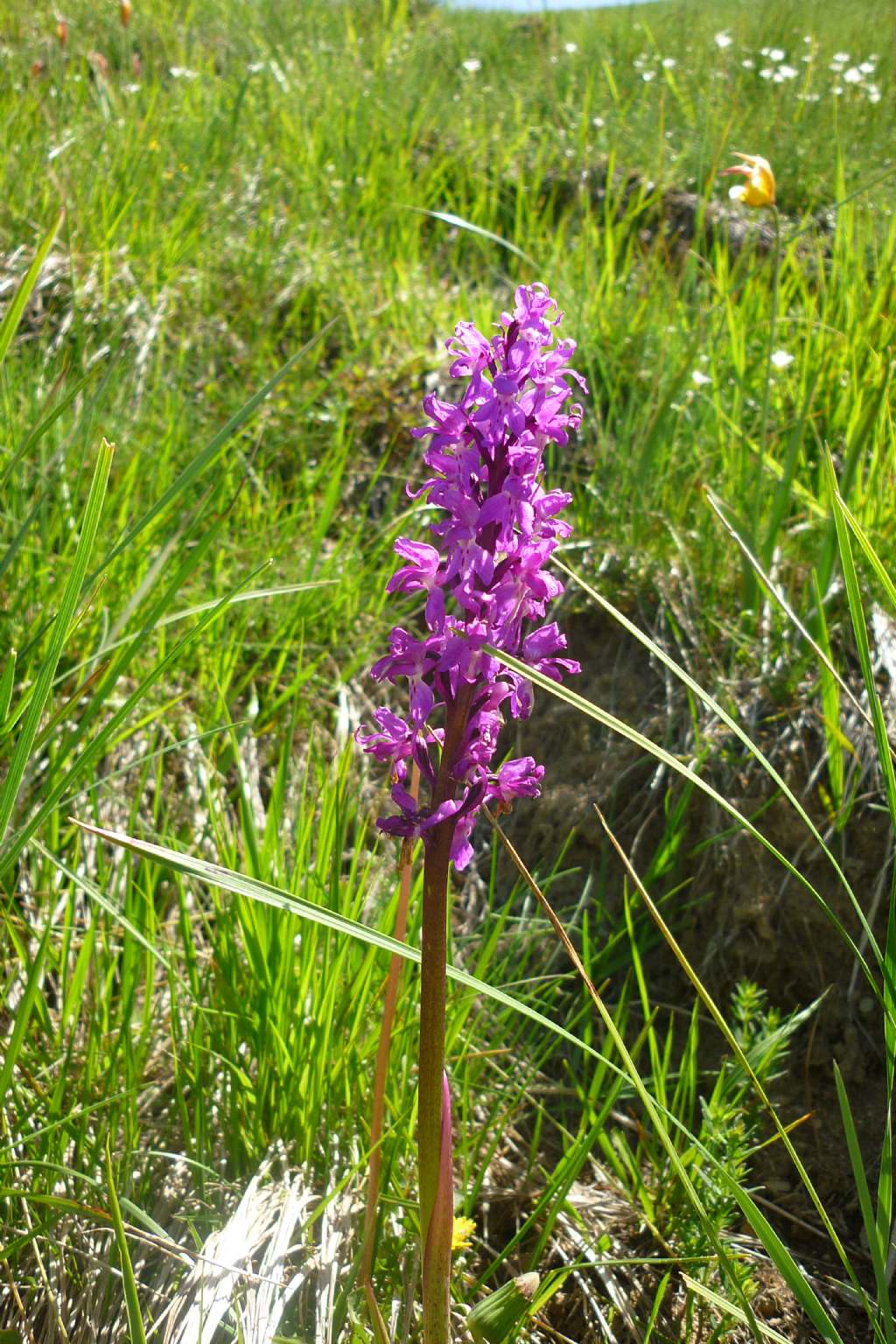 Orchis mascula