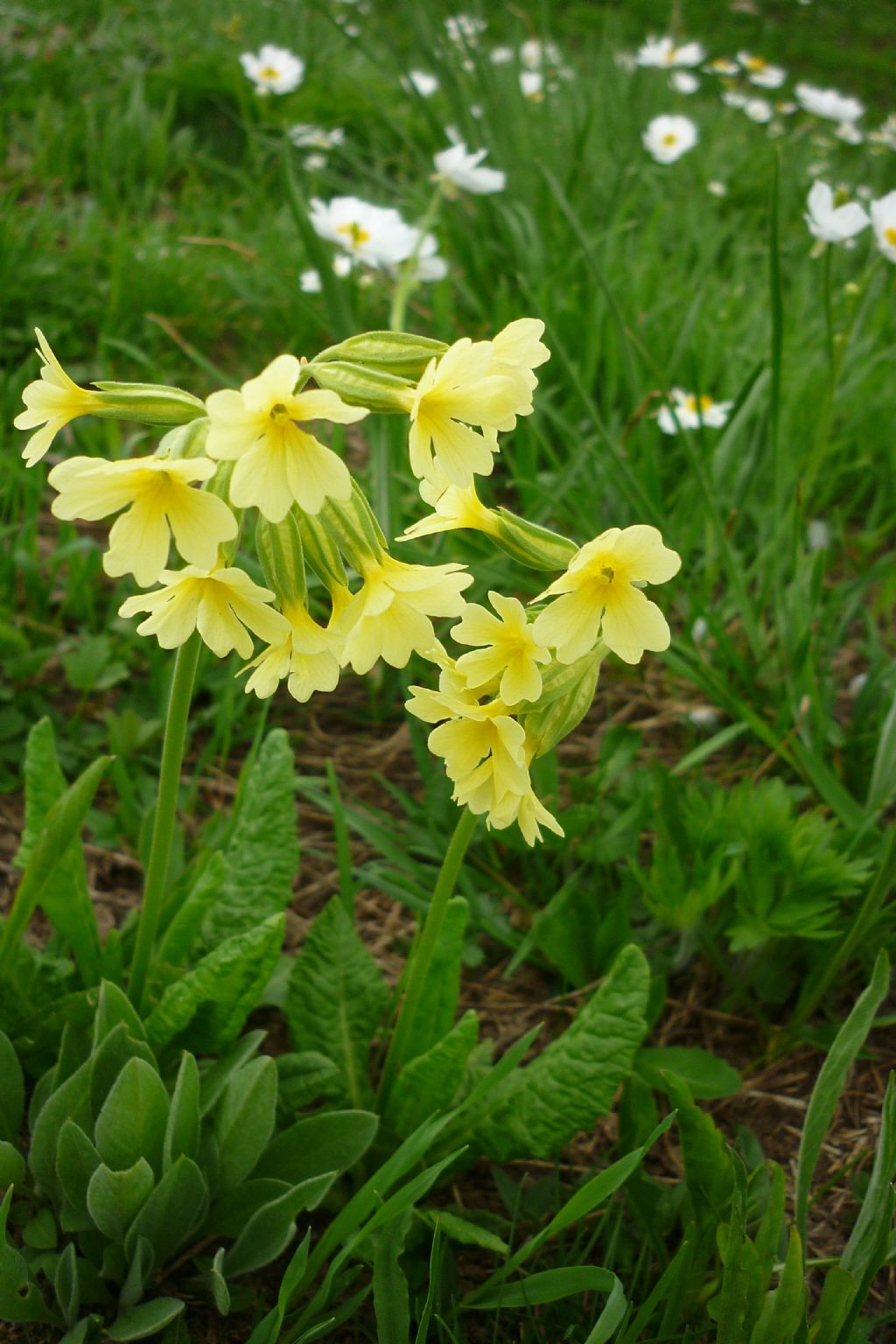 e questa che orchis ?