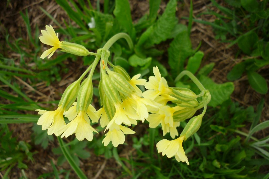 Primula elatior