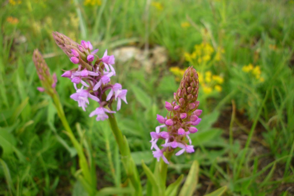 Gymnadenia conopsea