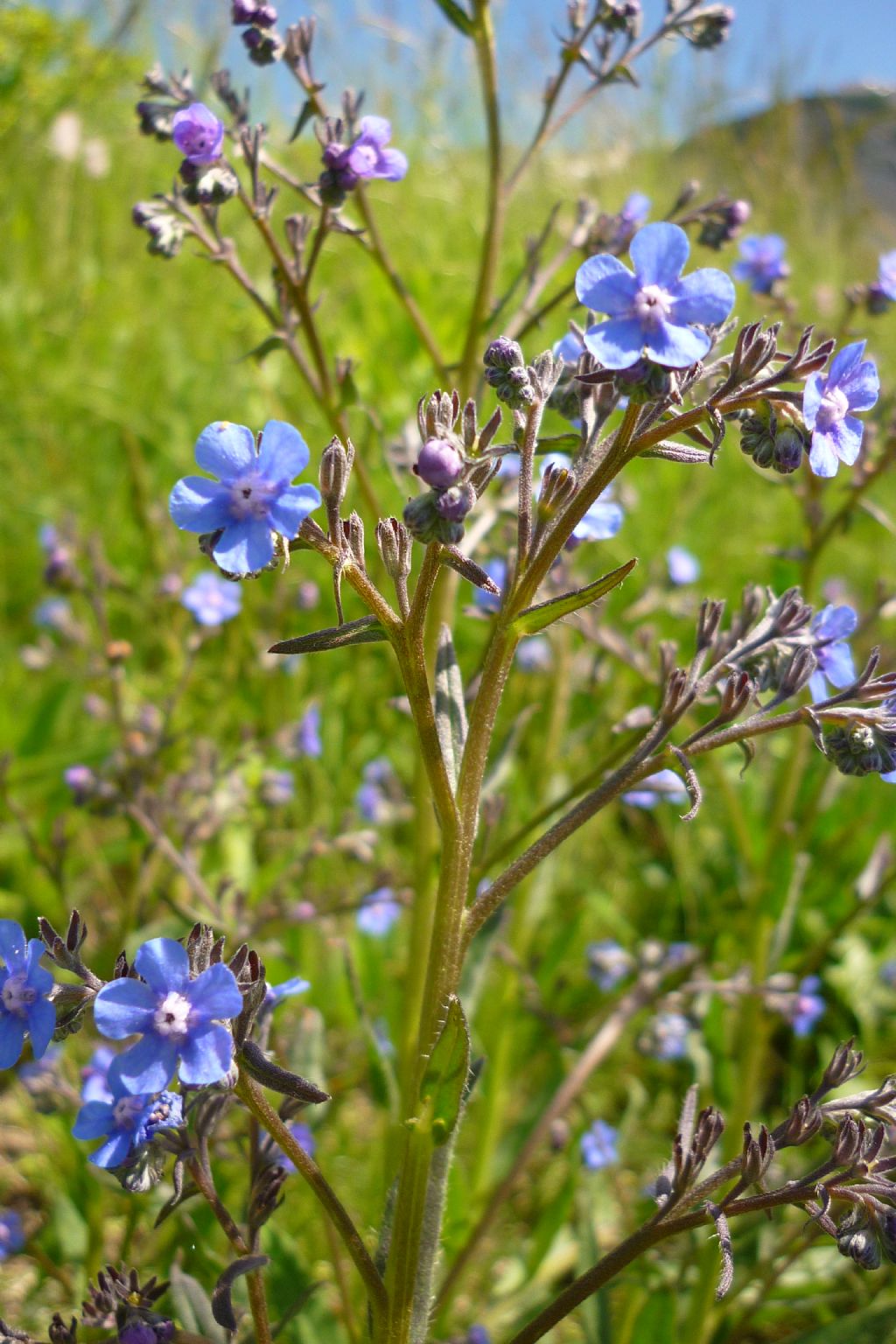 Cynoglottis barrelieri / Buglossa di Barrelier