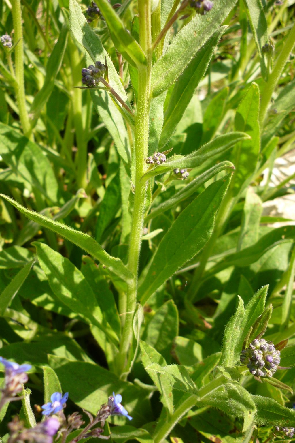 Cynoglottis barrelieri / Buglossa di Barrelier