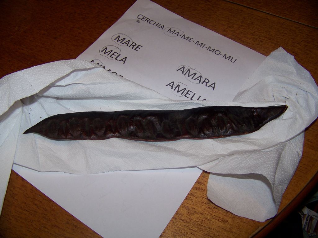 che albero pu essere? - Gleditsia triacanthos