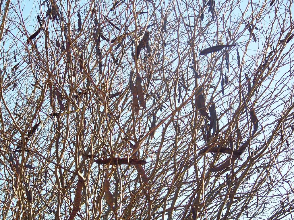 che albero pu essere? - Gleditsia triacanthos