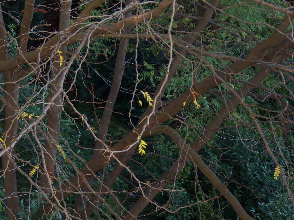 che albero pu essere? - Gleditsia triacanthos