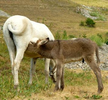 la bellezza dell''asino