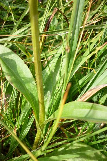 Swertia perennis