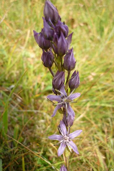 Swertia perennis