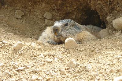 Marmotte, marmotte e ancora marmotte !!!