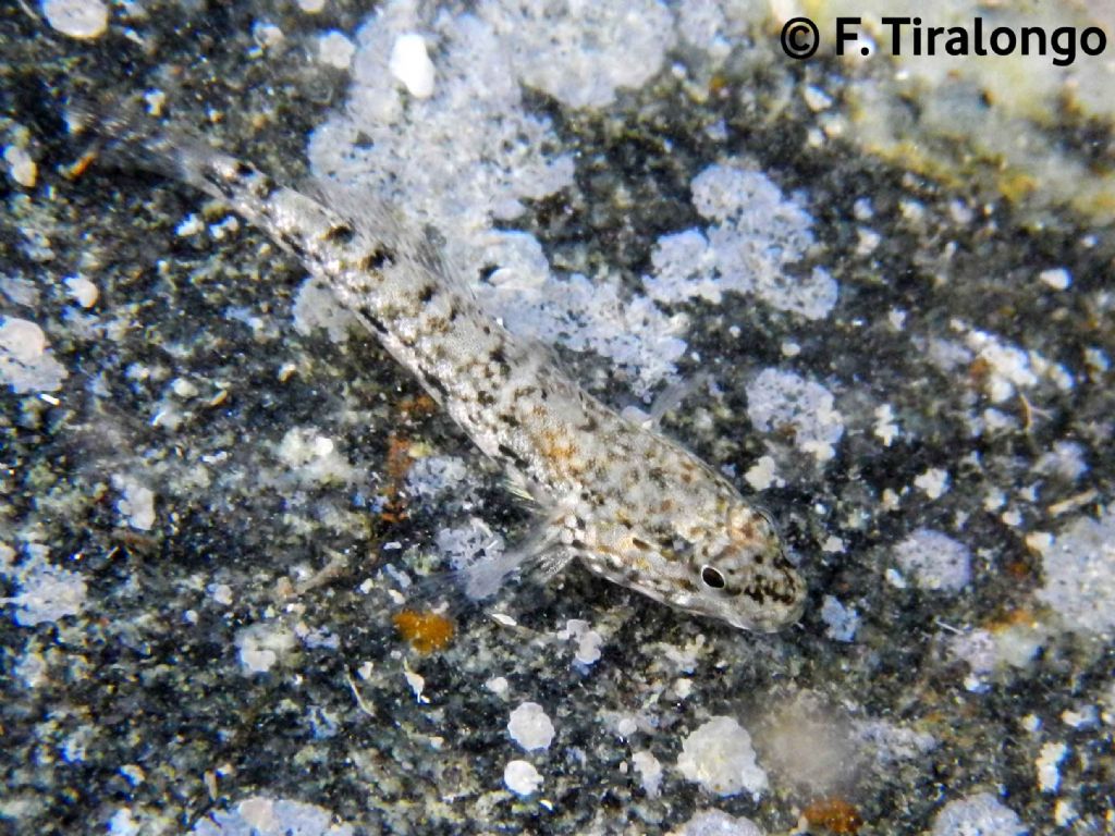 juvenile Gobius cobitis