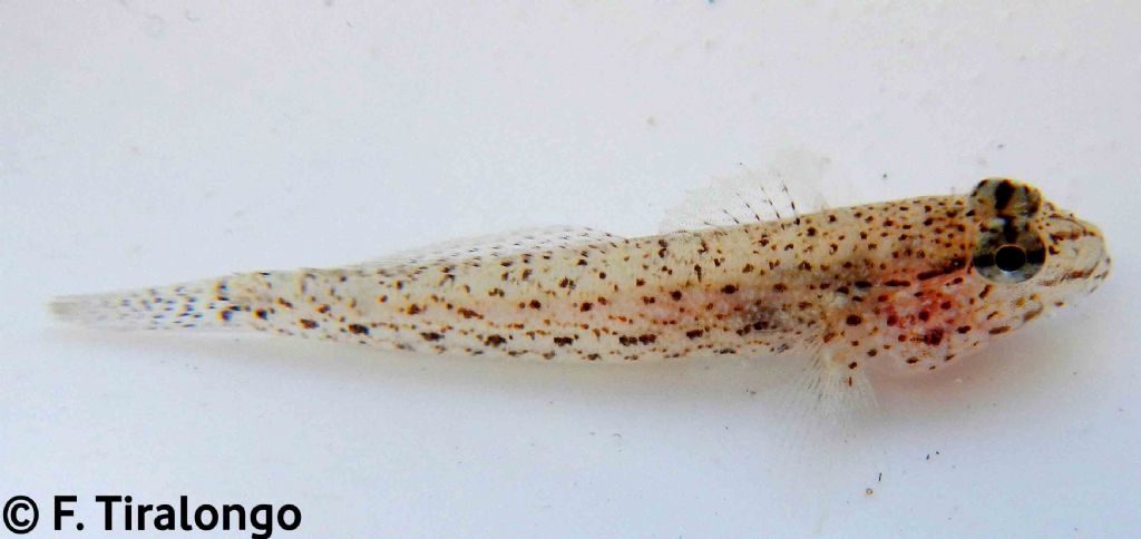 juvenile Gobius cobitis