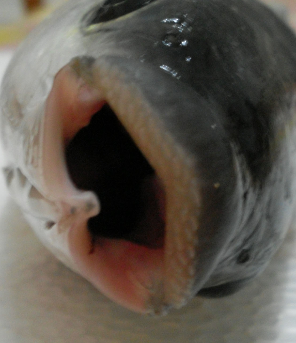 Chelon labrosus (Risso, 1827)