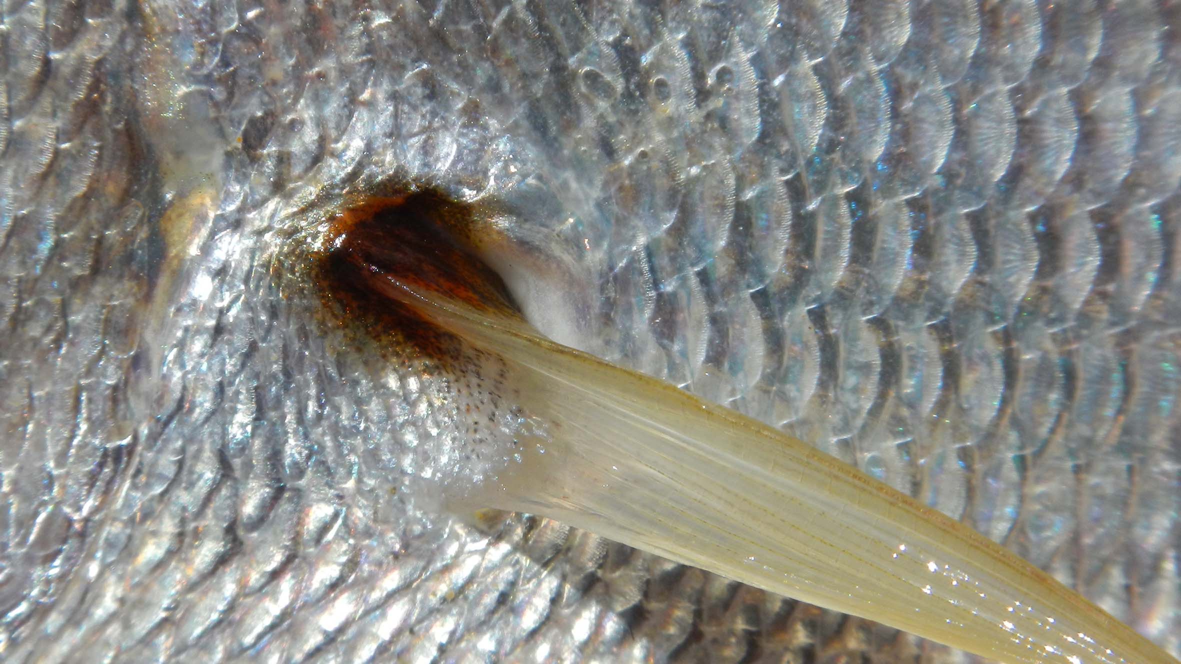 Pagellus sp.?