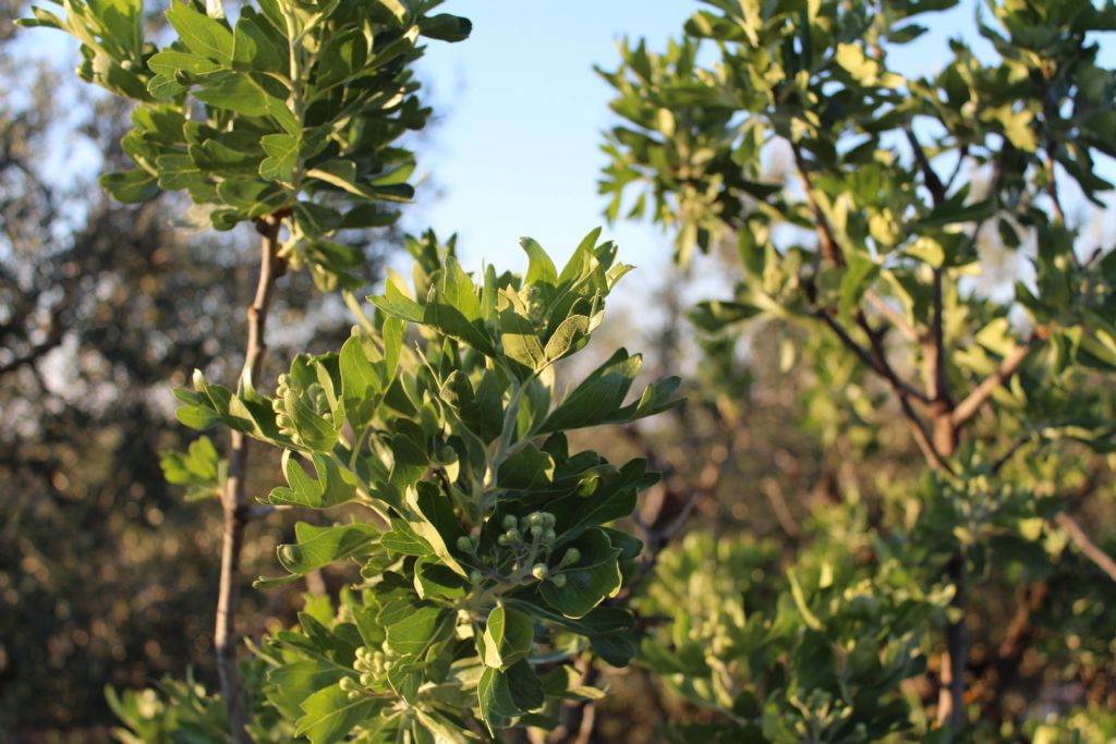 Azienda agricola amica della biodiversit